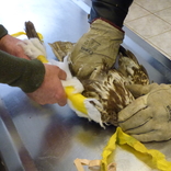 Záchranná stanice při Zoo Brno slaví 10 let, každý rok pomůže tisícovce zvířat